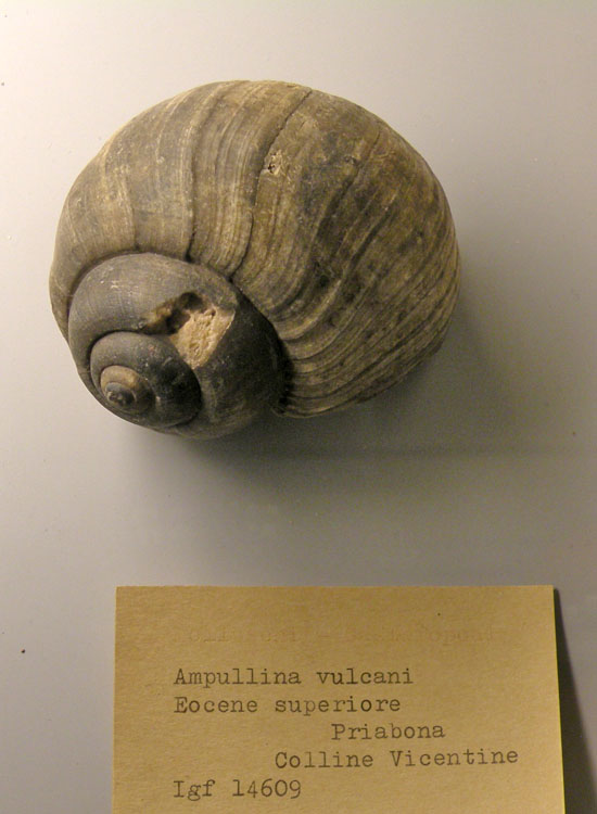 Ampullina vulcani (Brongniart, 1823)